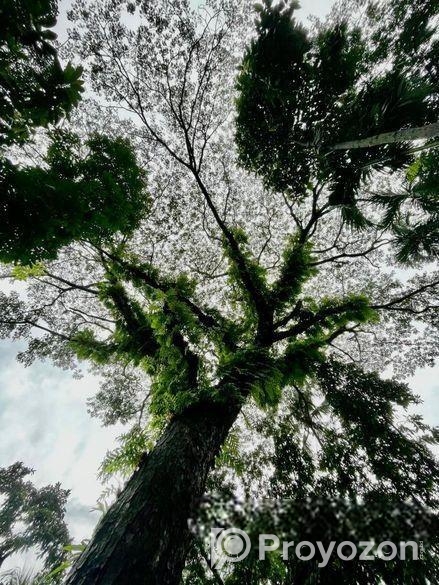শত বছরের পুরাতন ও বিশাল বড় রেইন্ট্রি গাছ বিক্রি