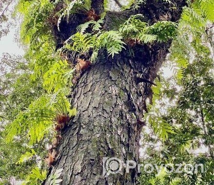 শত বছরের পুরাতন ও বিশাল বড় রেইন্ট্রি গাছ বিক্রি