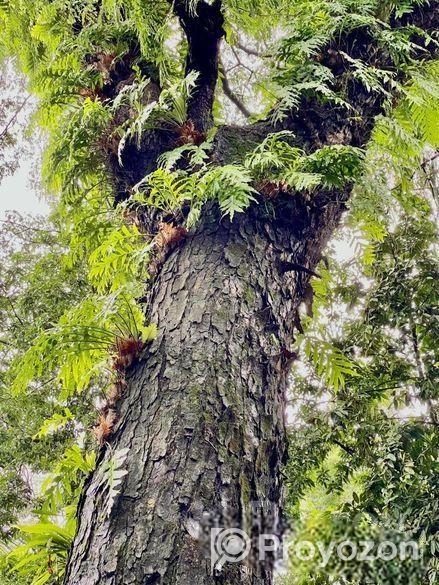 শত বছরের পুরাতন ও বিশাল বড় রেইন্ট্রি গাছ বিক্রি