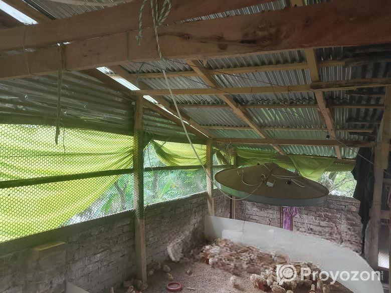 মুরগির খামারের ঘর