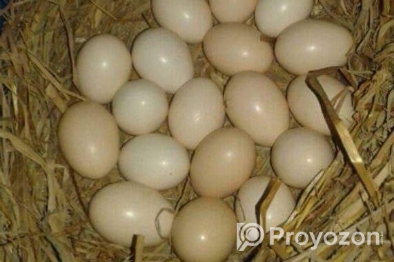 ডিম বিক্রি করবো
