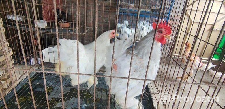 সিলভার কোচিং, সুরমা কোচিং বিক্রয় করা হবে