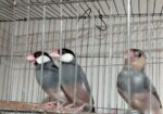 জাভা পাখি জোরা