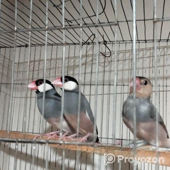 জাভা পাখি জোরা