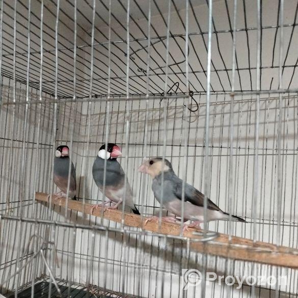 জাভা পাখি জোরা