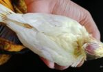 লুটিনো ককাটেলের টেম সাইজ বাচ্চা