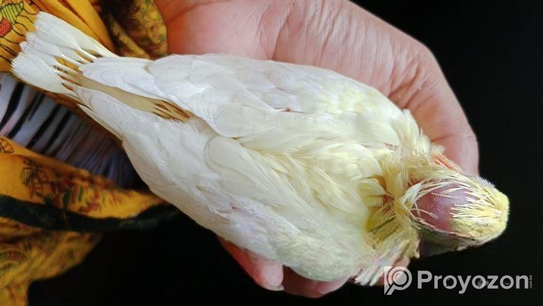 লুটিনো ককাটেলের টেম সাইজ বাচ্চা