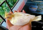 লুটিনো ককাটেলের টেম সাইজ বাচ্চা
