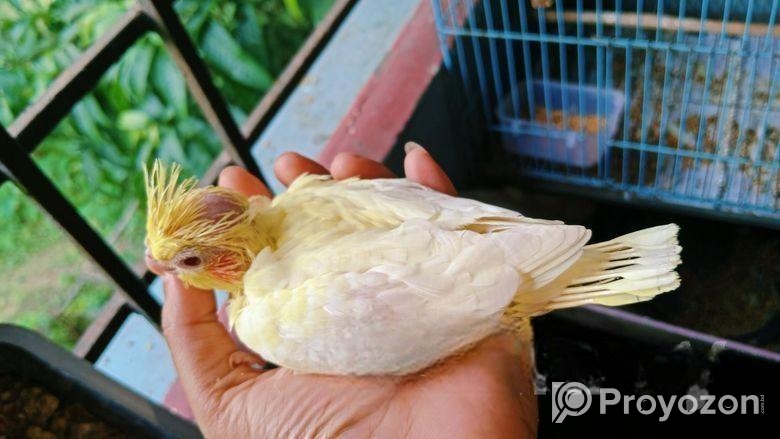 লুটিনো ককাটেলের টেম সাইজ বাচ্চা