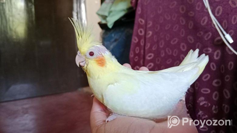 লুটিনো ককাটেলের টেম সাইজ বাচ্চা