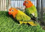 Love bird Sell Post