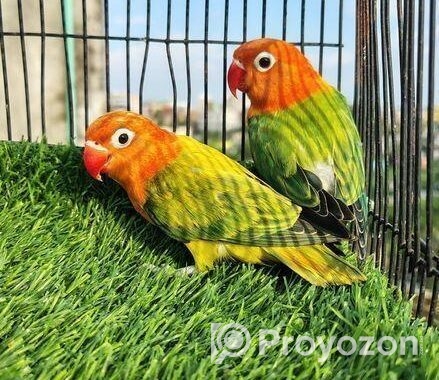 Love bird Sell Post
