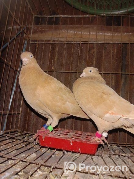 কবুতর বিক্রি করবো