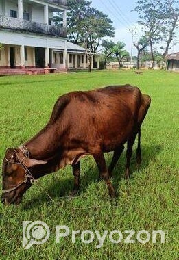 ভালো জাতের গরু