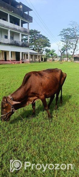 ভালো জাতের গরু