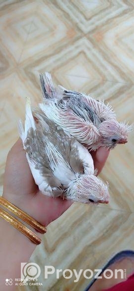 ককাটেল বেবি