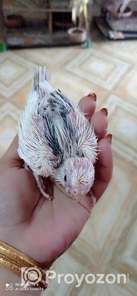 ককাটেল বেবি