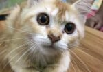 persian cat sell kora hobe
