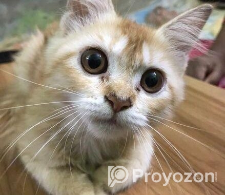persian cat sell kora hobe