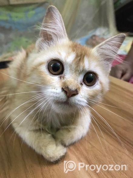 persian cat sell kora hobe