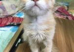persian cat sell kora hobe