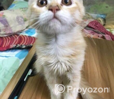 persian cat sell kora hobe