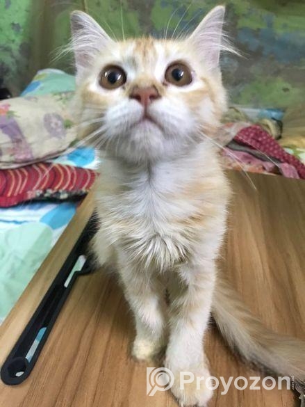 persian cat sell kora hobe