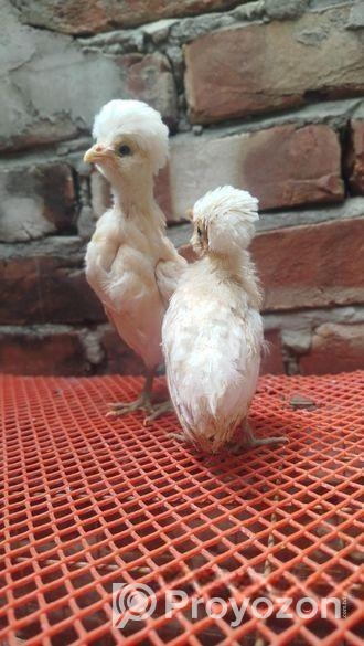 বাফ পলিশ- সিলভার সেব্রাইট