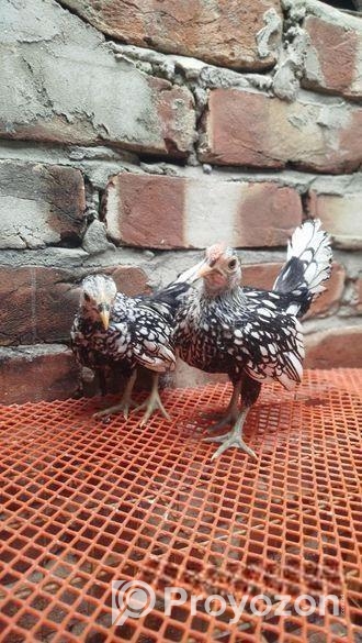 বাফ পলিশ- সিলভার সেব্রাইট