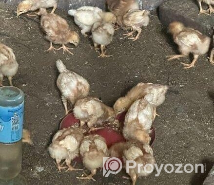মুরগির বাচ্চা