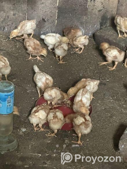 মুরগির বাচ্চা