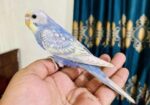 Tame Budgeriger