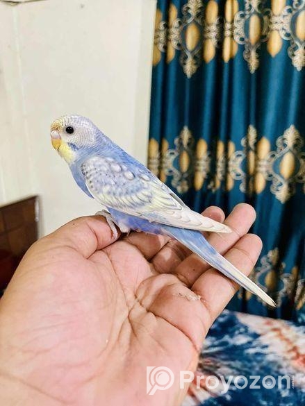 Tame Budgeriger