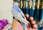 Tame Budgeriger