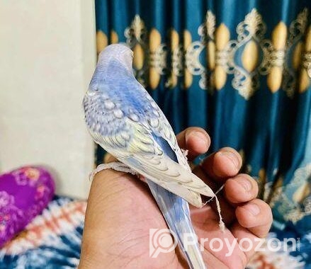 Tame Budgeriger