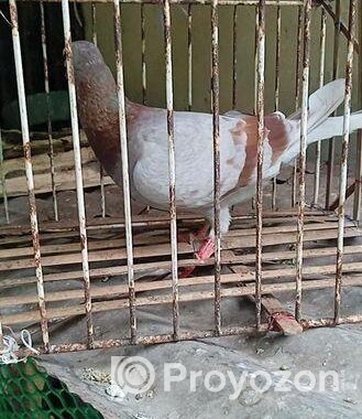 মিলি রেসার মাদি