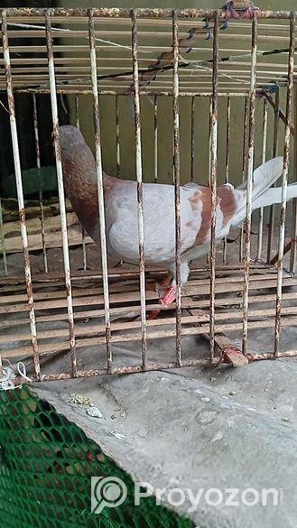 মিলি রেসার মাদি