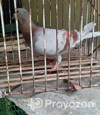 মিলি রেসার মাদি