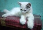 Persian Cat