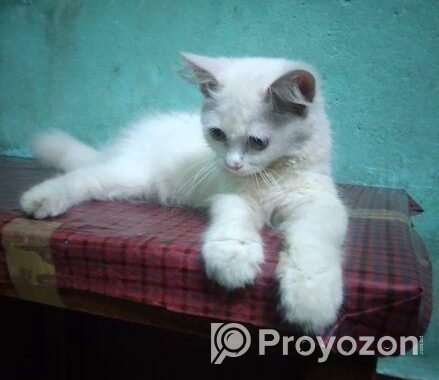 Persian Cat