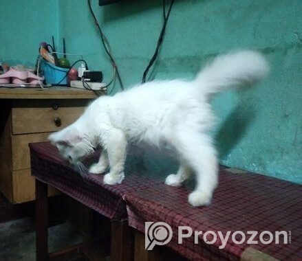 Persian Cat