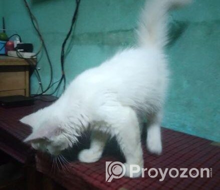 Persian Cat