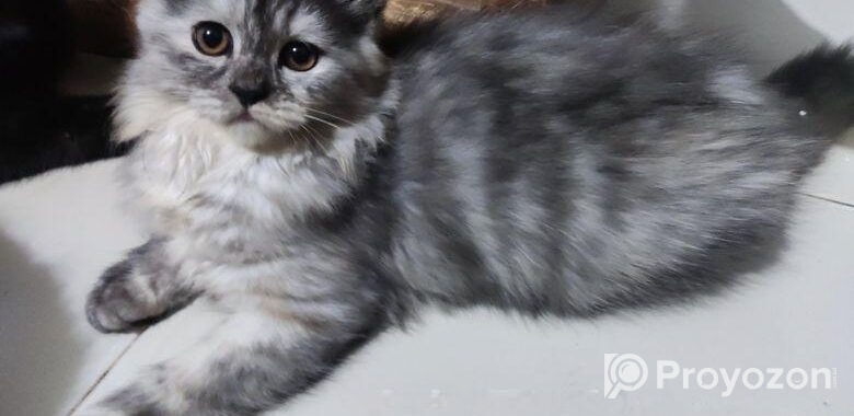 Persian Cat