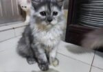 Persian Cat