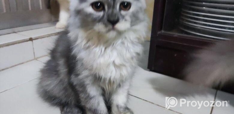 Persian Cat
