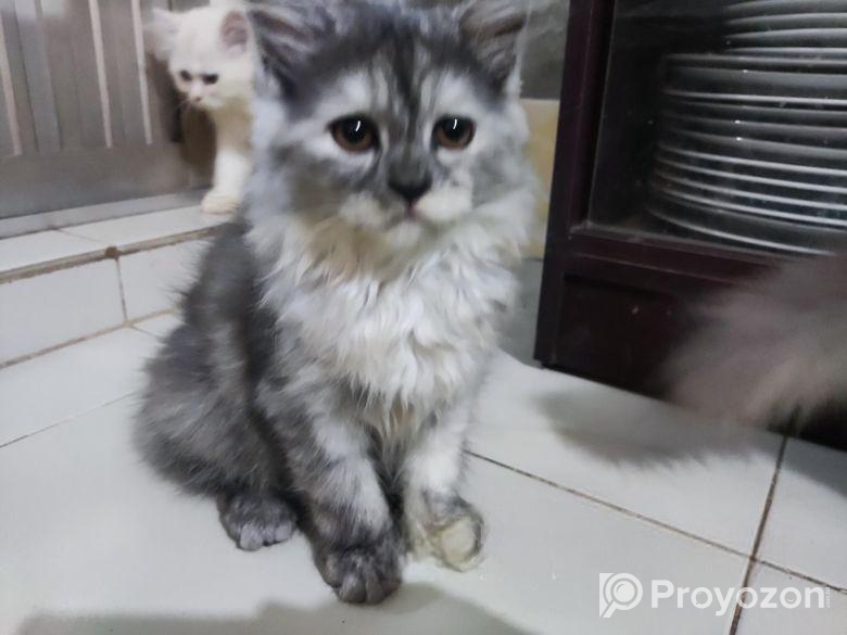 Persian Cat