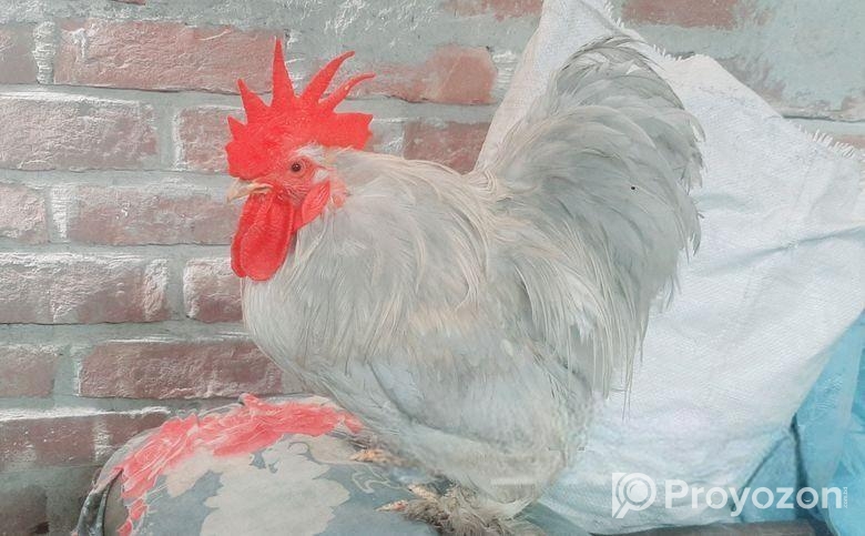 Silver Cochin male সিলভার কোচিন মোরগ