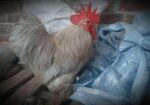 Silver Cochin male সিলভার কোচিন মোরগ