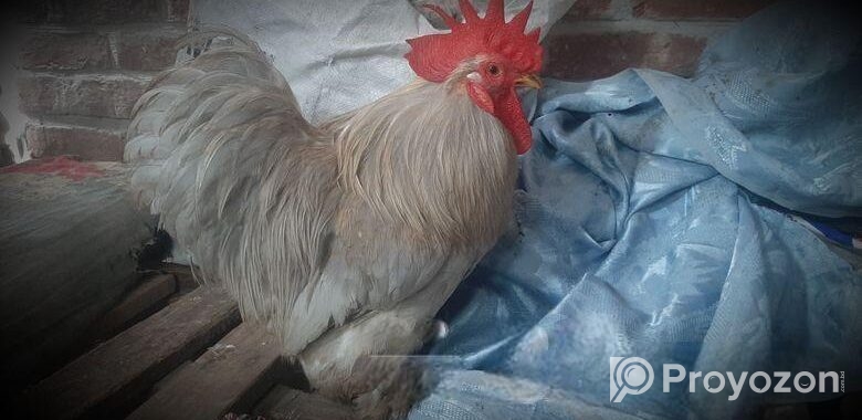 Silver Cochin male সিলভার কোচিন মোরগ