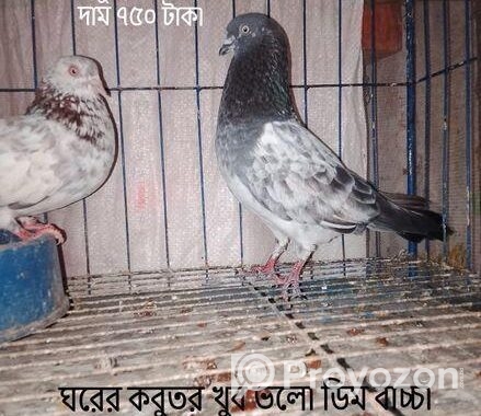 এক জোড়া রানিং গিরিবাজ। ফিক্সড প্রাইস